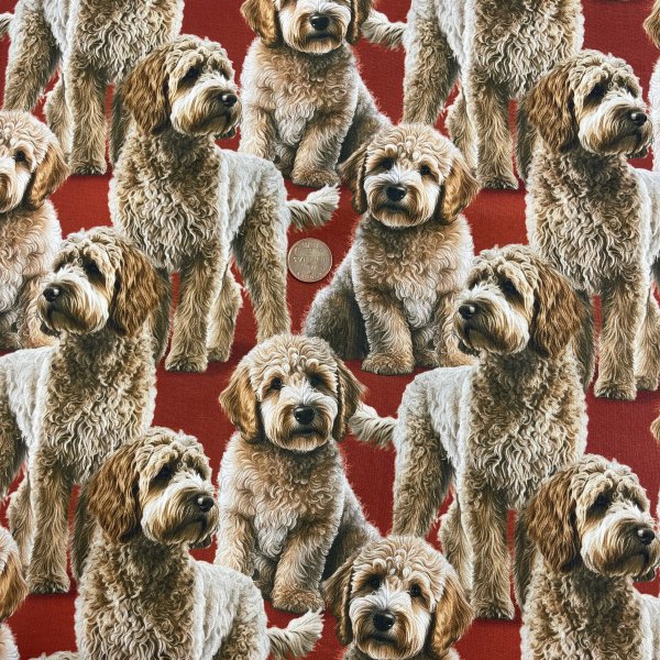 quilttyger-lapptäckstyger-labradoodle